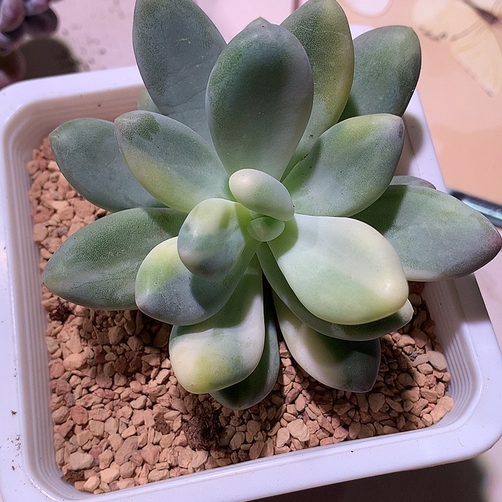 奶酪锦拉丝锦锦锦