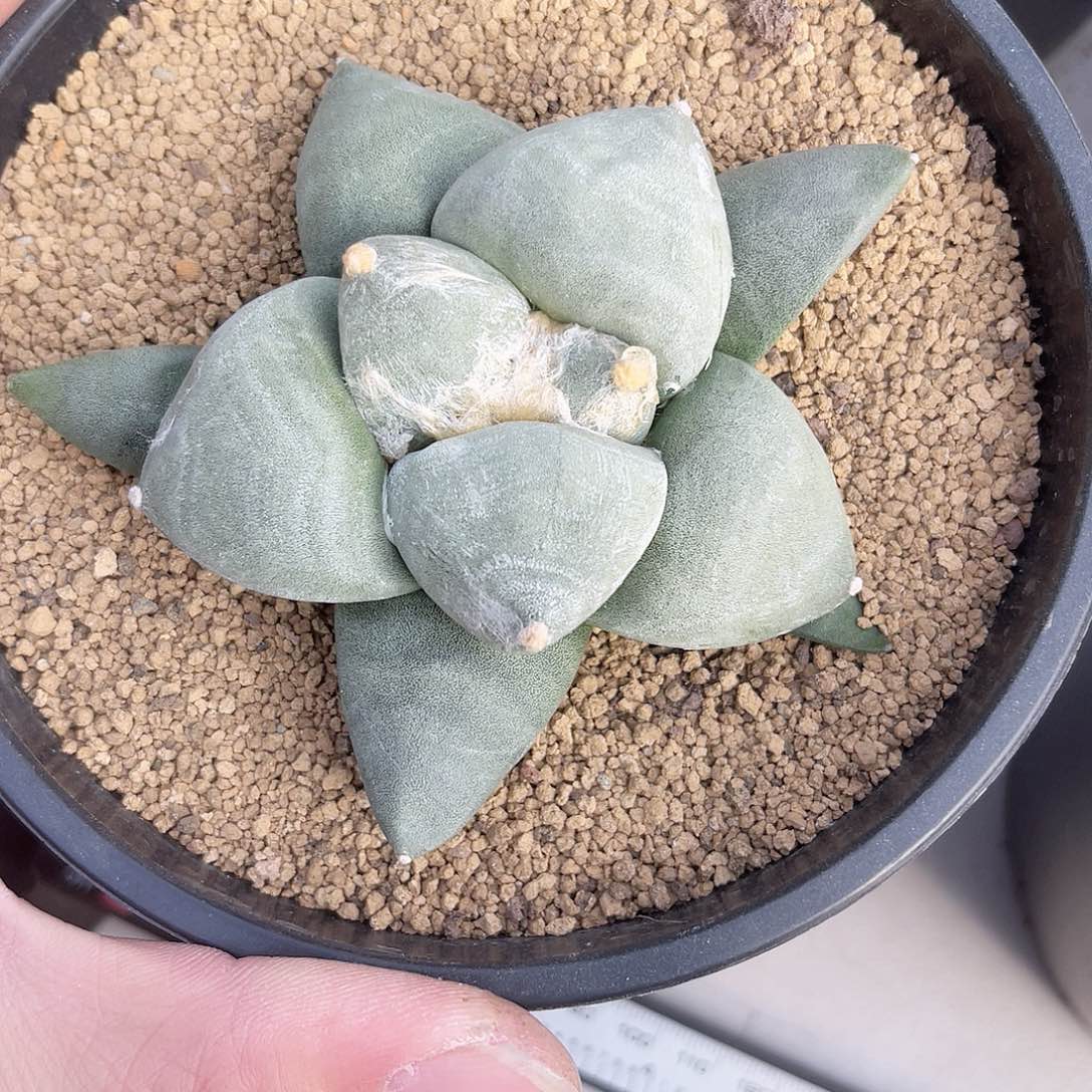 实生丸尤青瓷牡丹