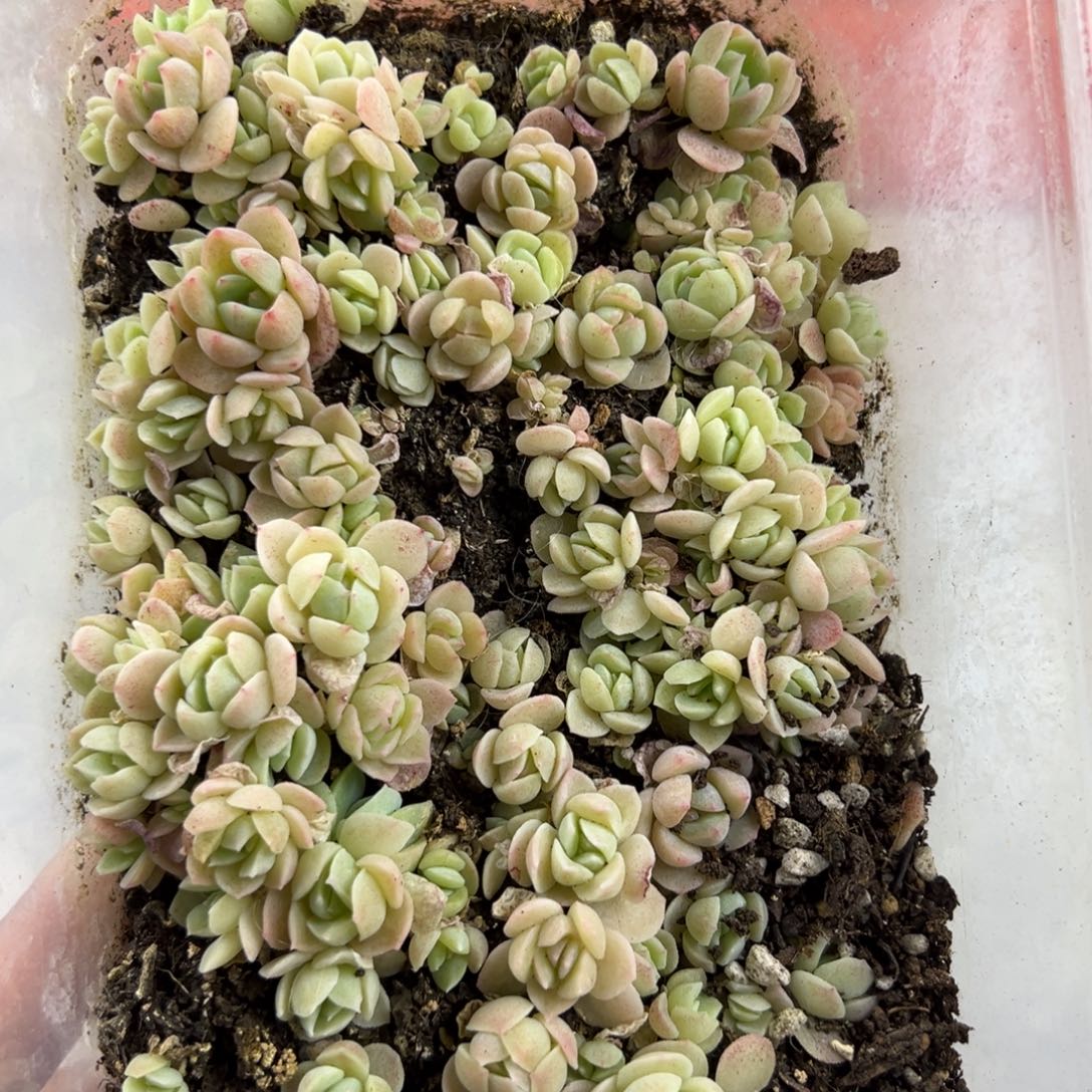 糖心混播一物一拍035