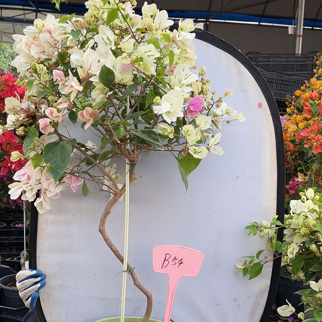 丽***丽大部分花苞少量开放B54章红英