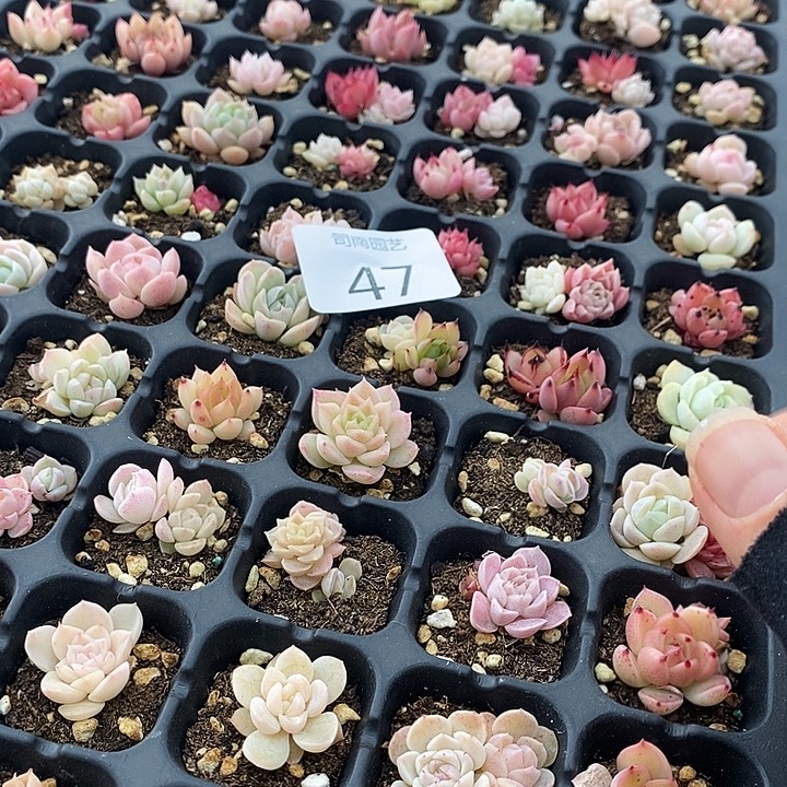 47 多肉植物盆栽花卉