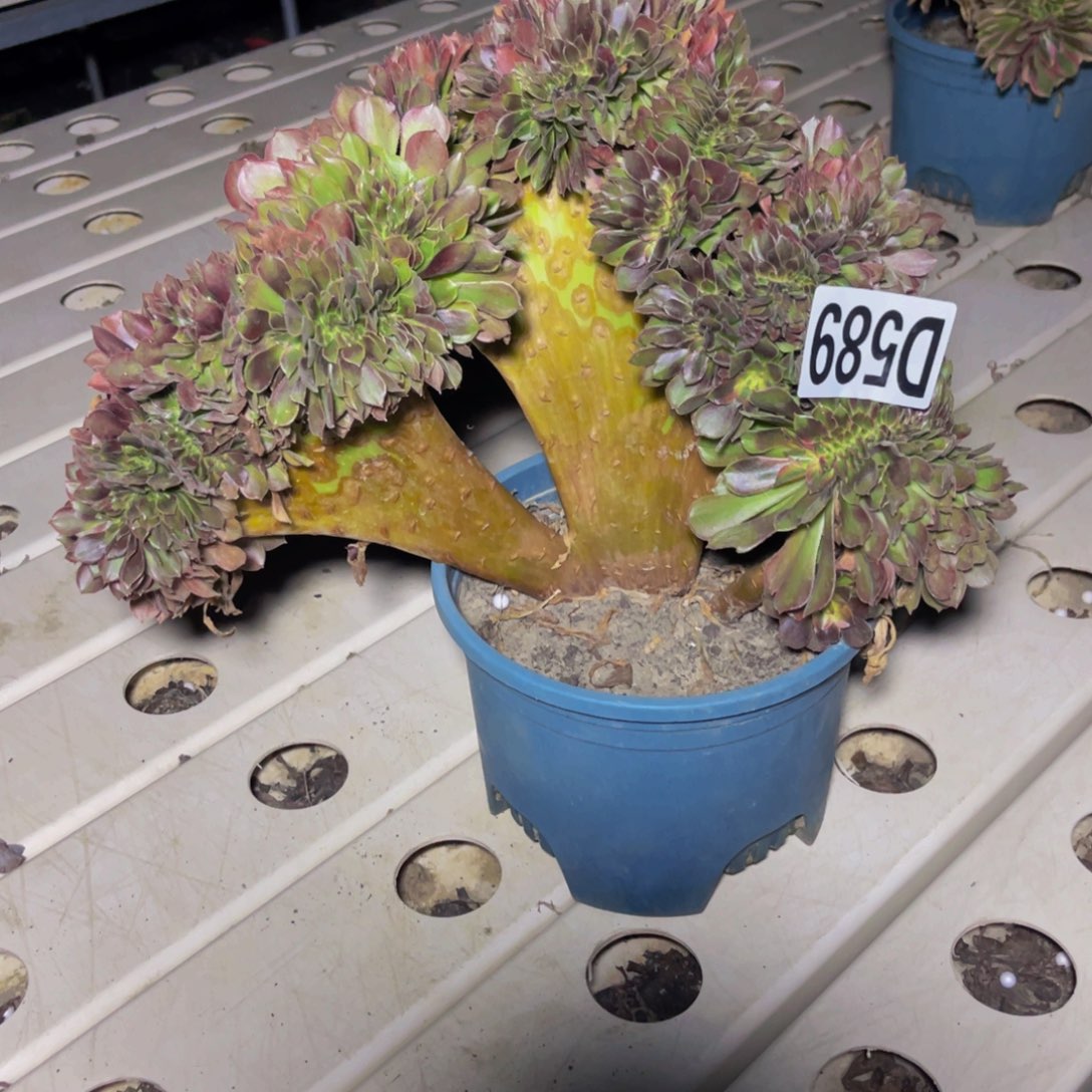 雅典娜7//////18包邮