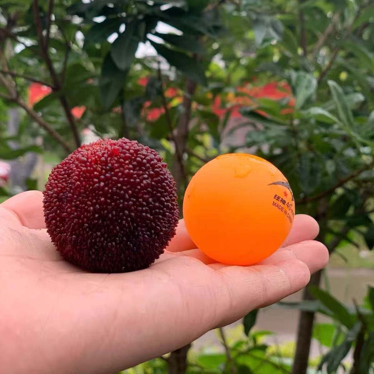 9A浙江高山东魁杨梅正宗东魁杨梅鲜果新鲜当季孕妇水果现摘15-30g