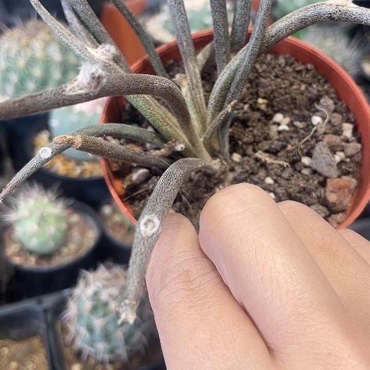 实生美杜莎仙人球一颗