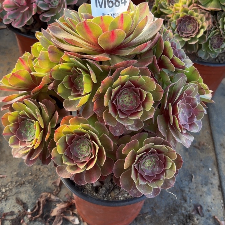 瑞妈。。。。。。。。684，抹茶，