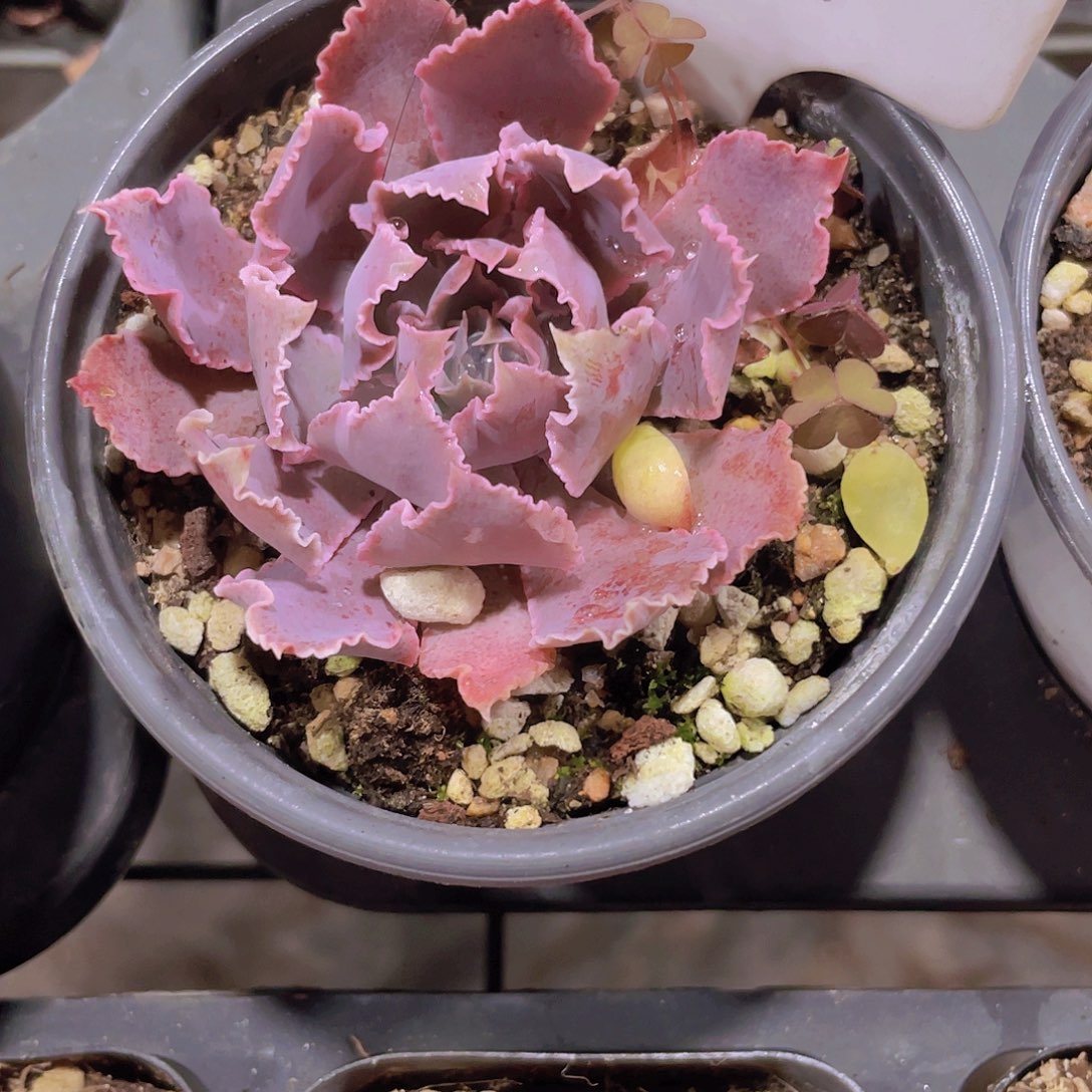 石*祈愿之舞w044一物一拍