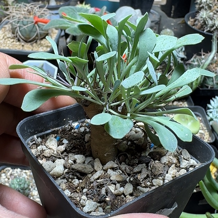 172黑鬼殿厚敦菊带盆发货