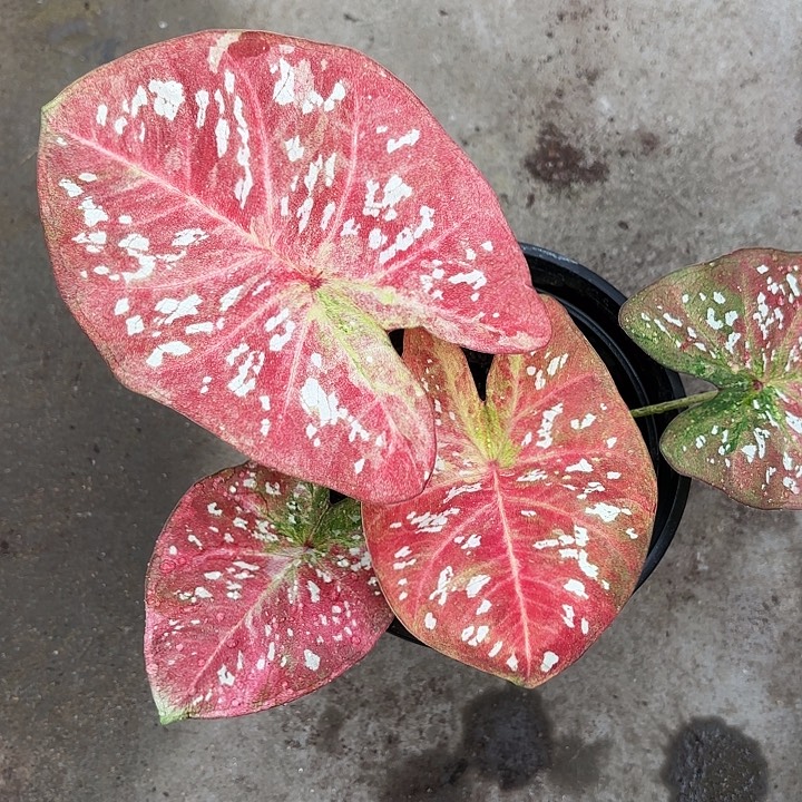 16-1227super star广东现货