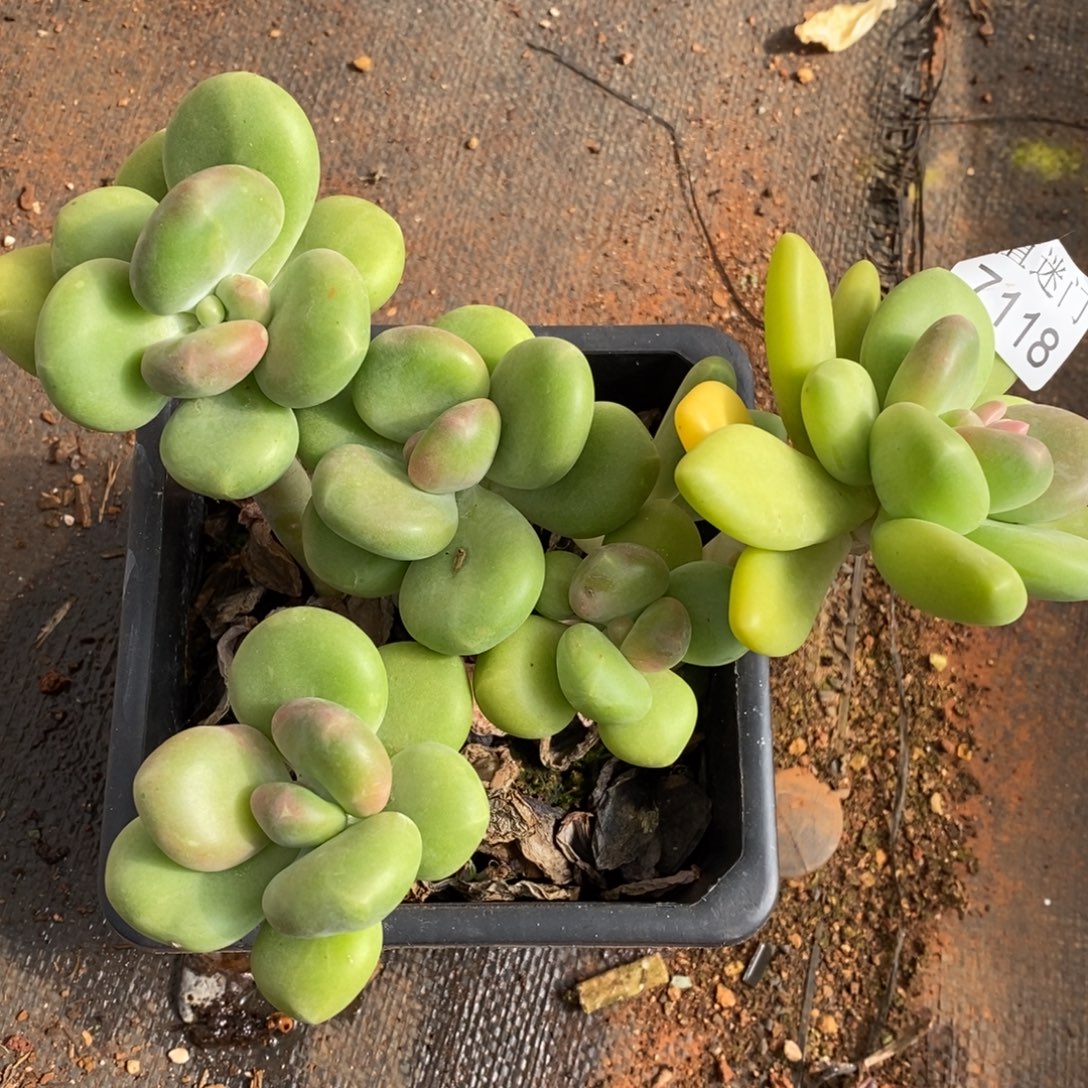 薄***@杂交精品多肉7118~15厘米