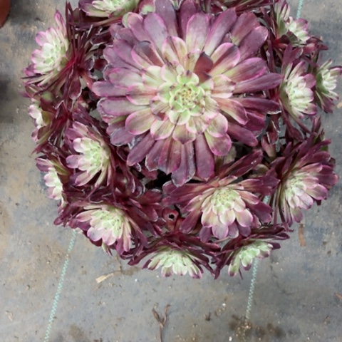 多肉植物水墨画锦