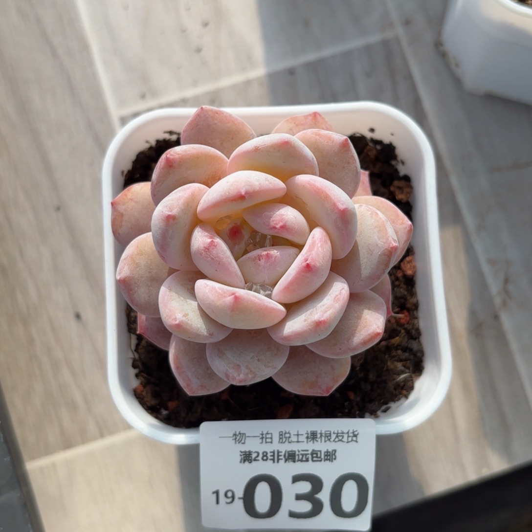 橙梦露单头多肉多肉