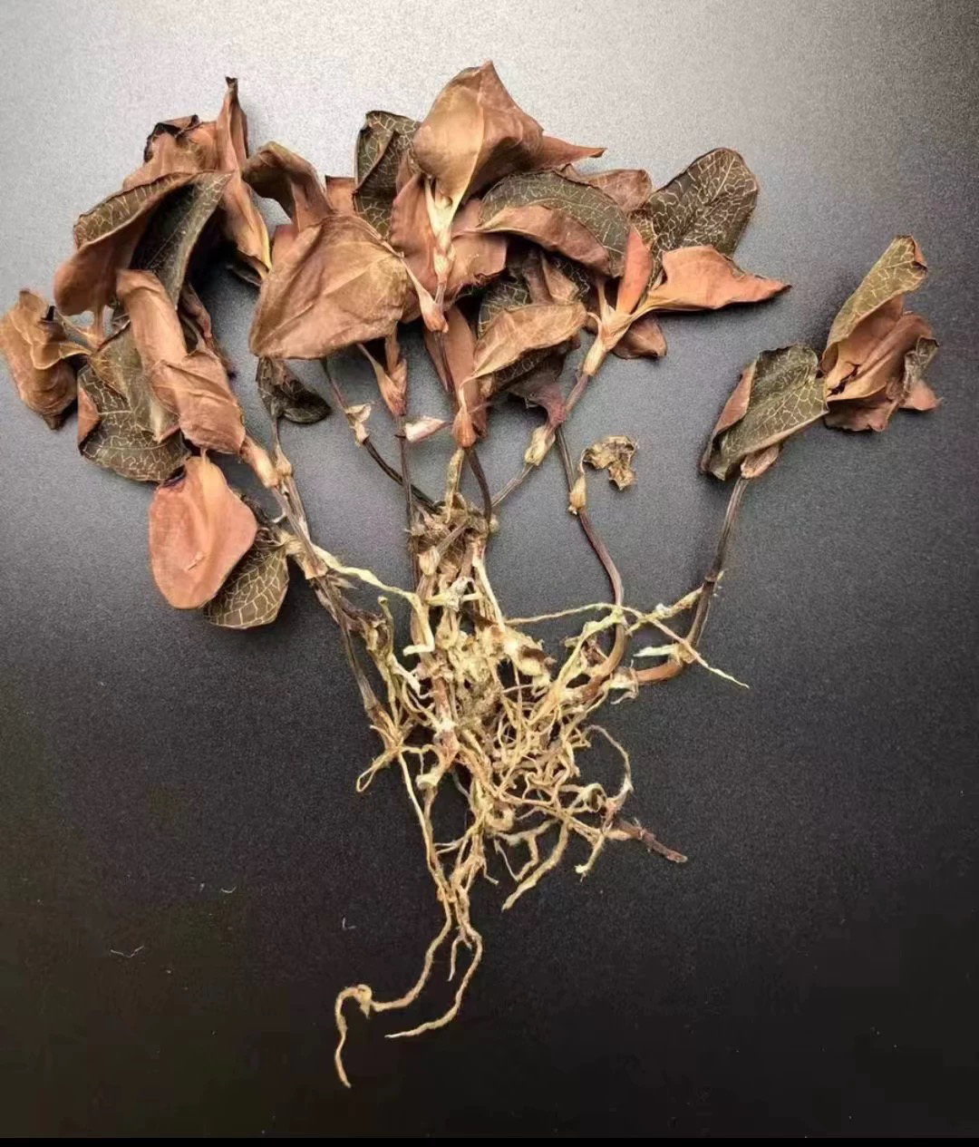 【大个山货】云南边境山货金线莲可搭配枸杞