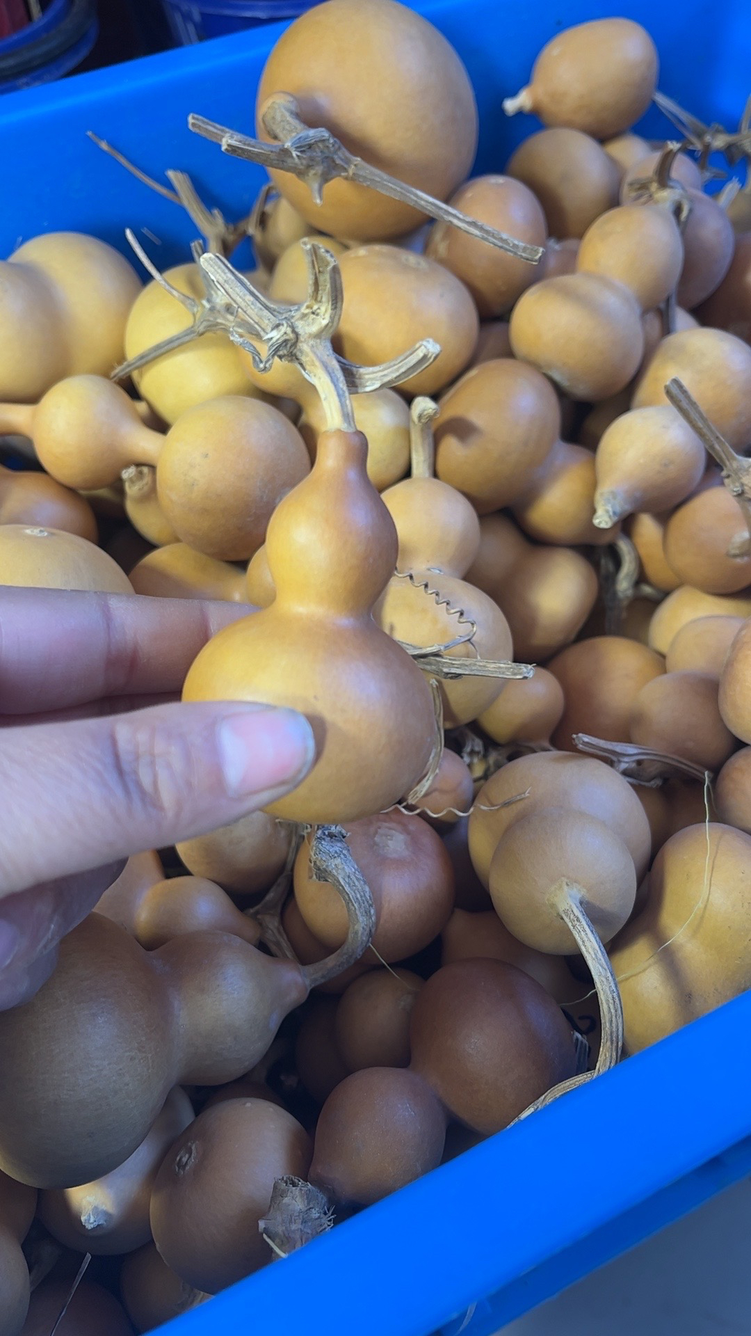 葫芦批发零售直播间专用链接