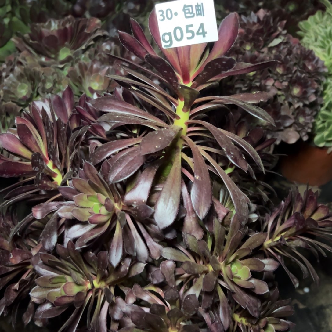 054黑发多肉法师