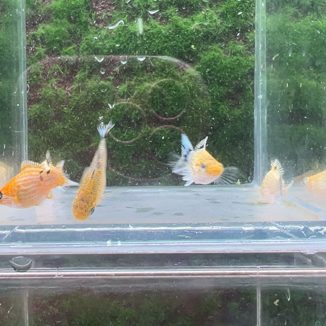 黑玛丽鱼鱼苗5条。 