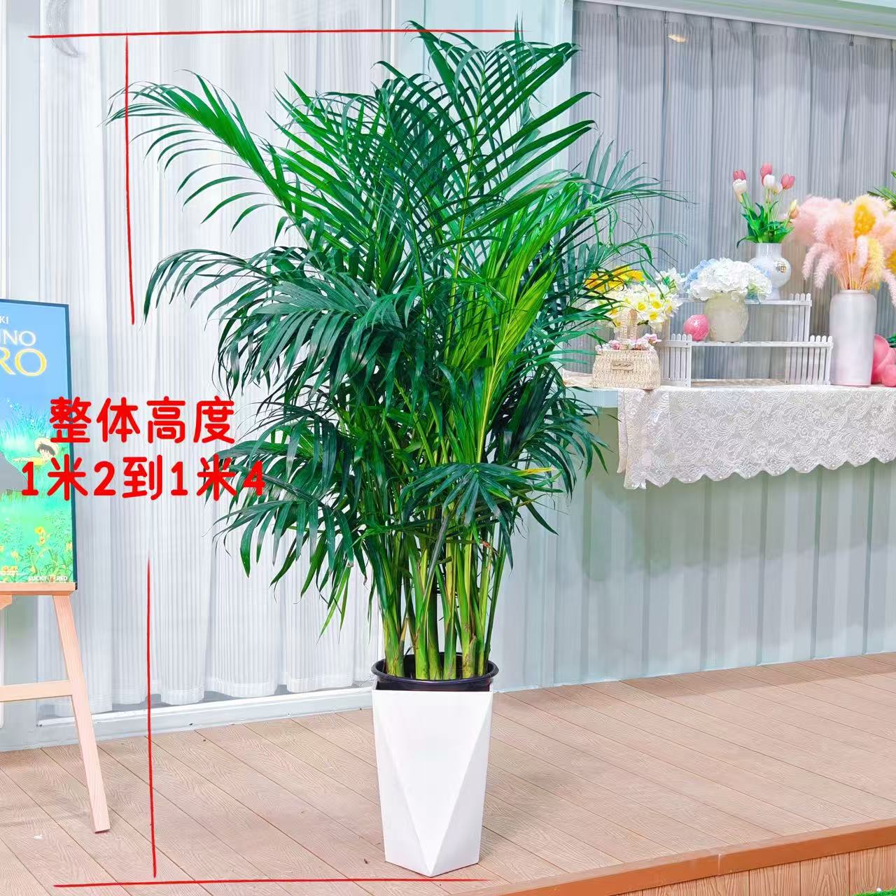 1.2米-1.4米富贵椰子盆栽耐旱卧室散尾葵多年生草本植物好养