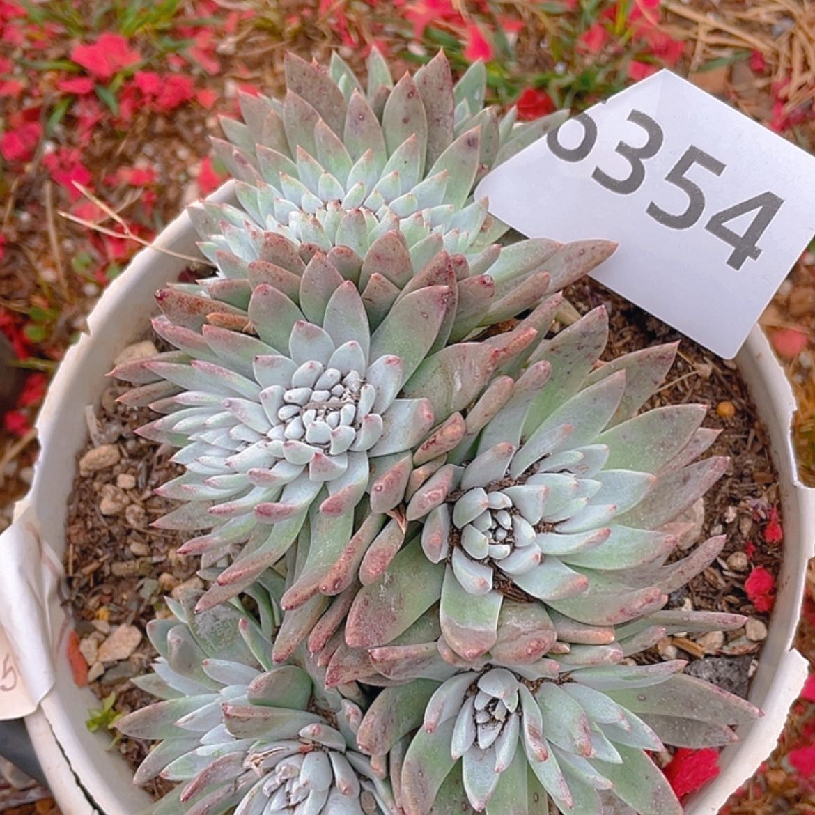 【闪购商品】白菊苹果叶