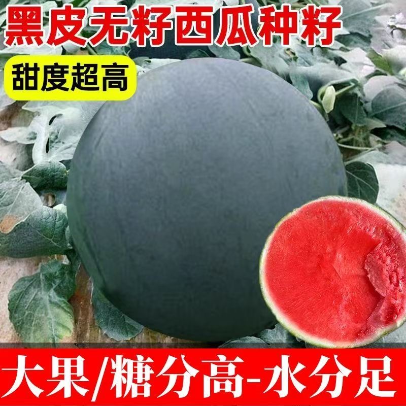 【黑皮西瓜种】黑皮西瓜种子无籽西瓜超甜皮薄肉多早熟高产种子du