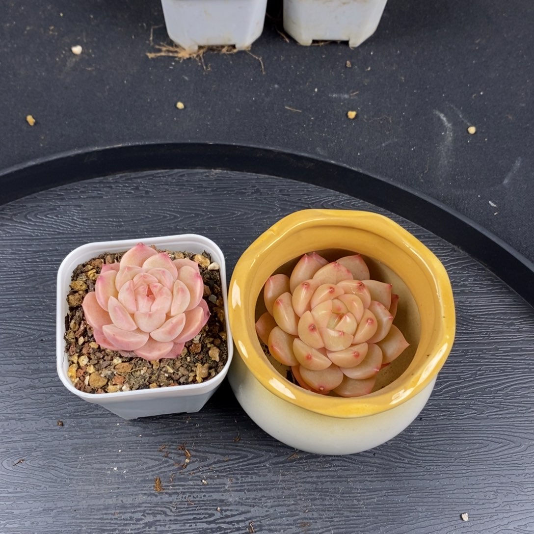 胡嘚嘚宝子一物一拍专属链接