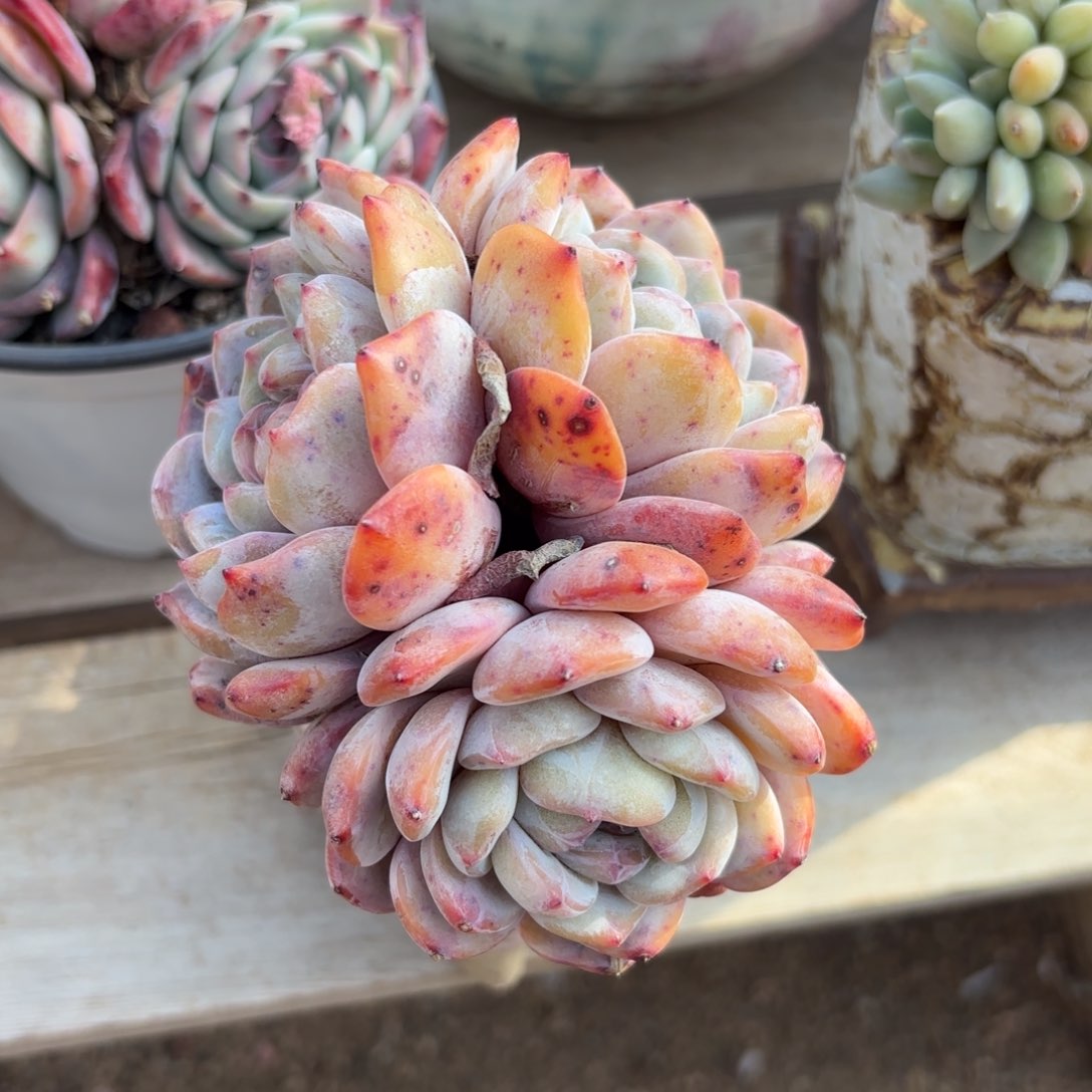 3头星影1111111111