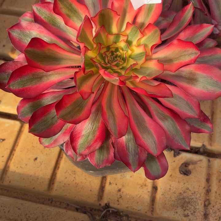 云南红魔女好看20号