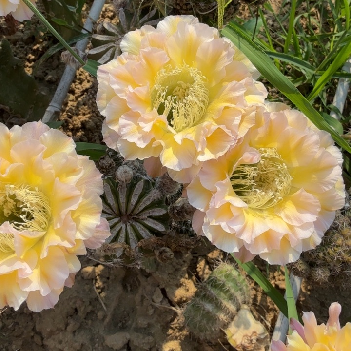 黄白一号侧芽3-4公分