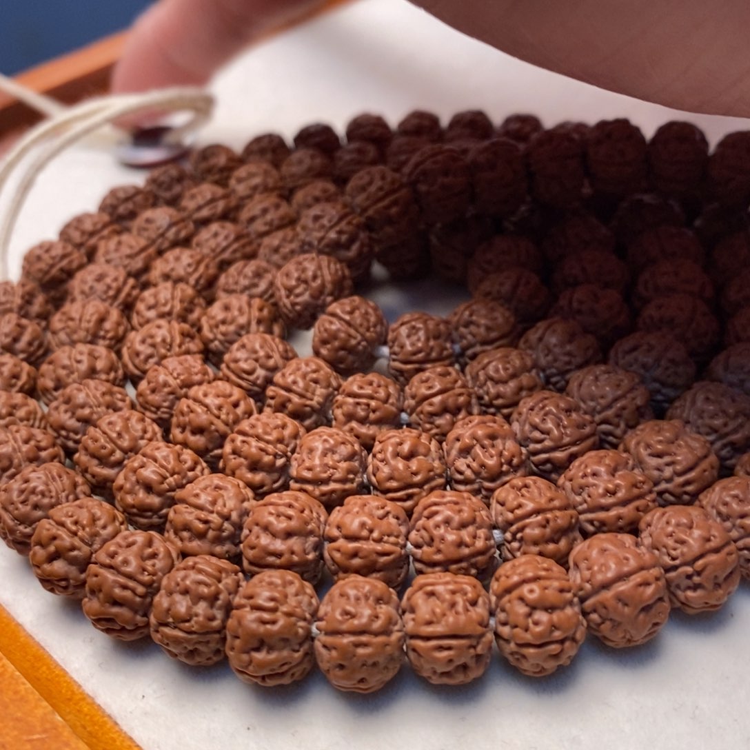 咖***糖菩提籽类老树王长串