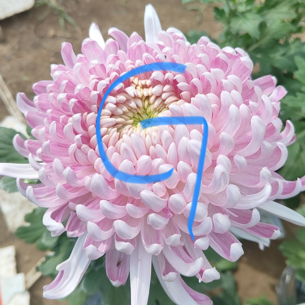 G（母本）一物一拍断枝掉包不售后想留品种的拍