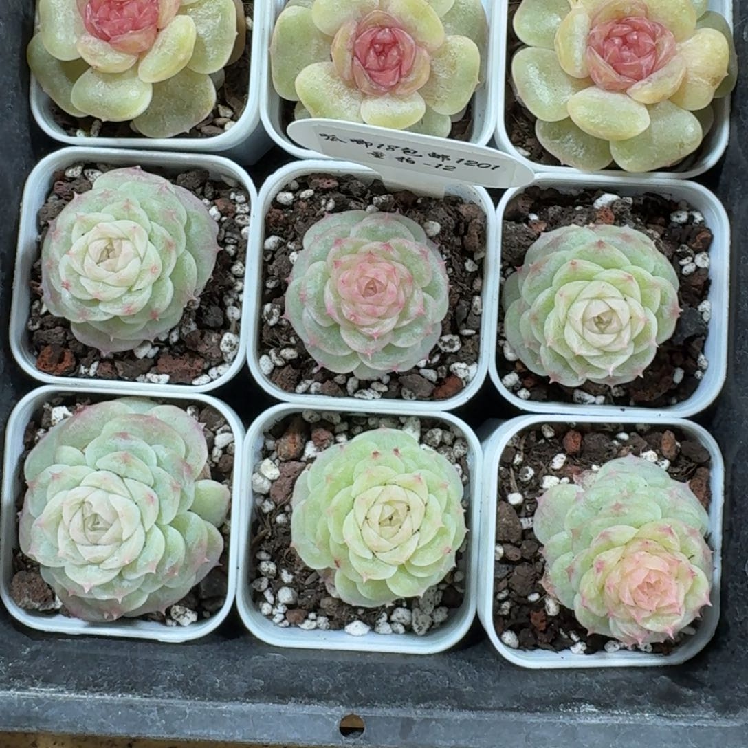 1201-0121无心绿一颗量拍