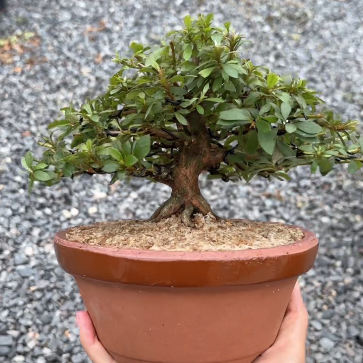 皋月杜鹃花，杂木，松柏类。