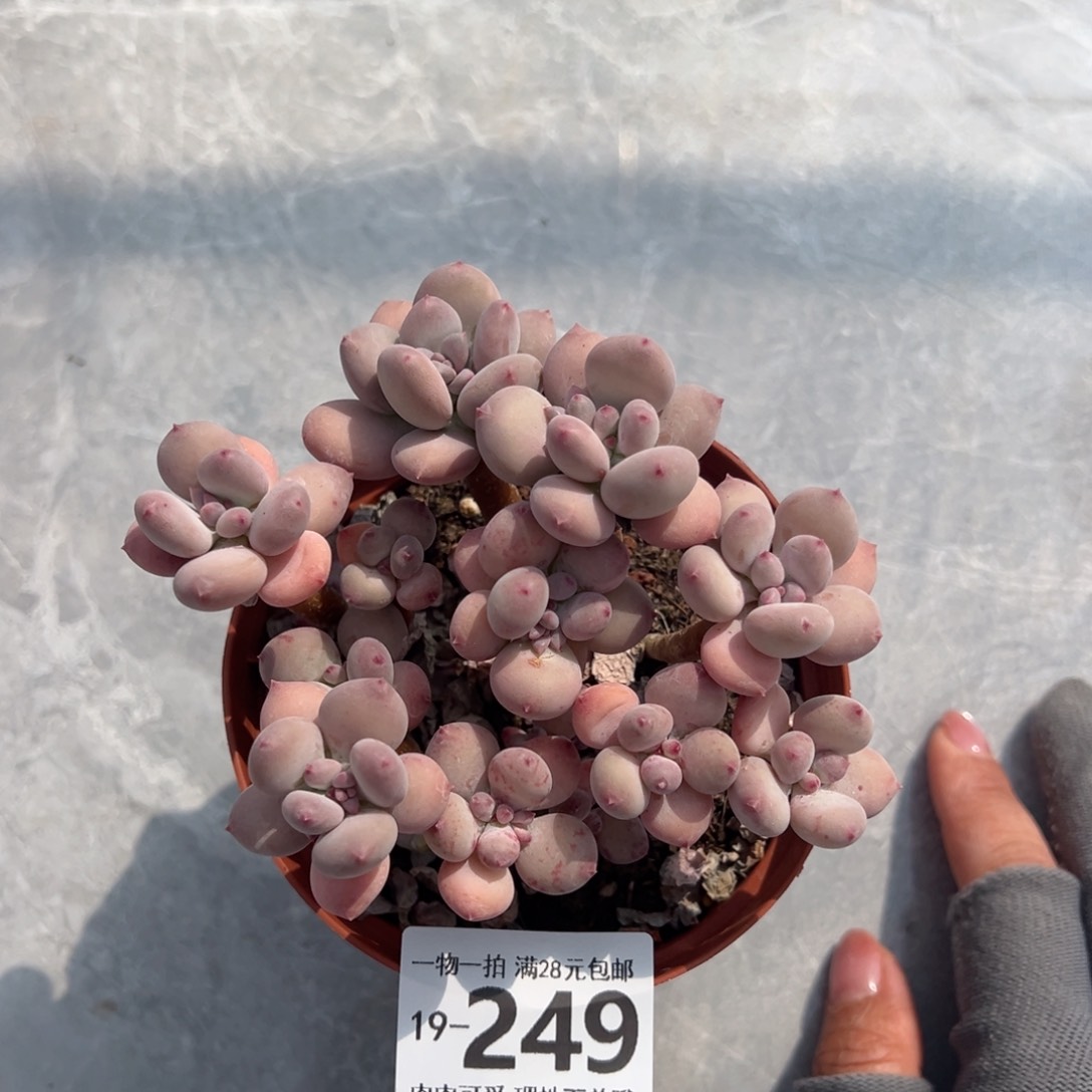 苹果奶不包整单头多肉