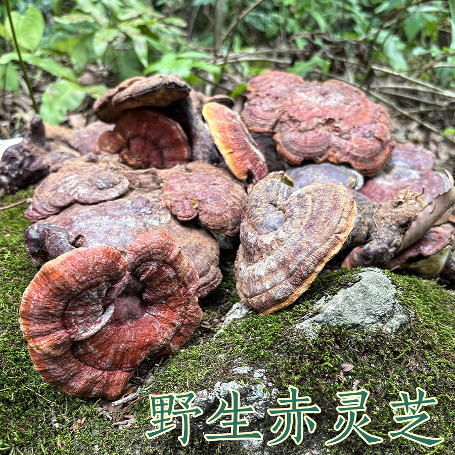 云贵高原纯野生赤灵芝零添加整枝红灵芝还阳不老仙草石山自然生长
