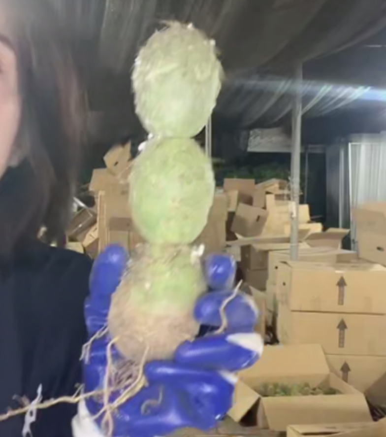 二妹园艺【 大型有根习志野 自根】【高度10公分 保3头】脱土发