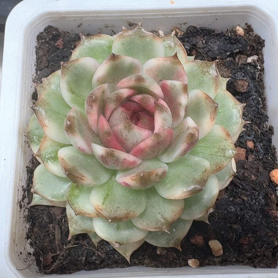 黑水晶锦多肉植物