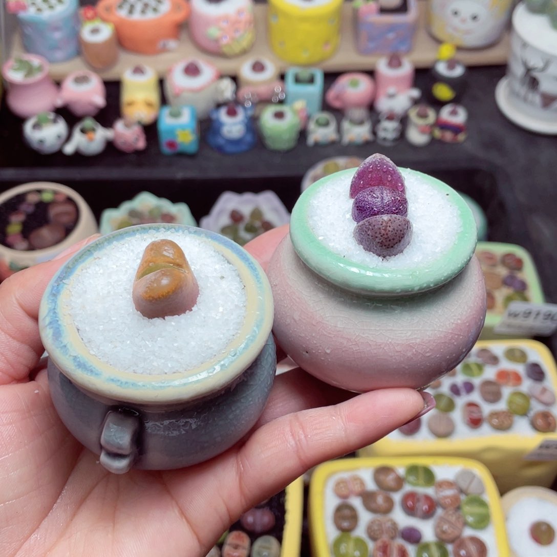 w9202 -带盆土发货，零下地区拍保温箱