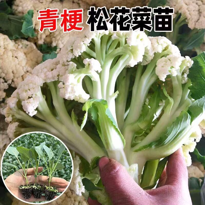 高产蔬菜花菜苗带土发货适应性强可盆栽地栽大面积种植