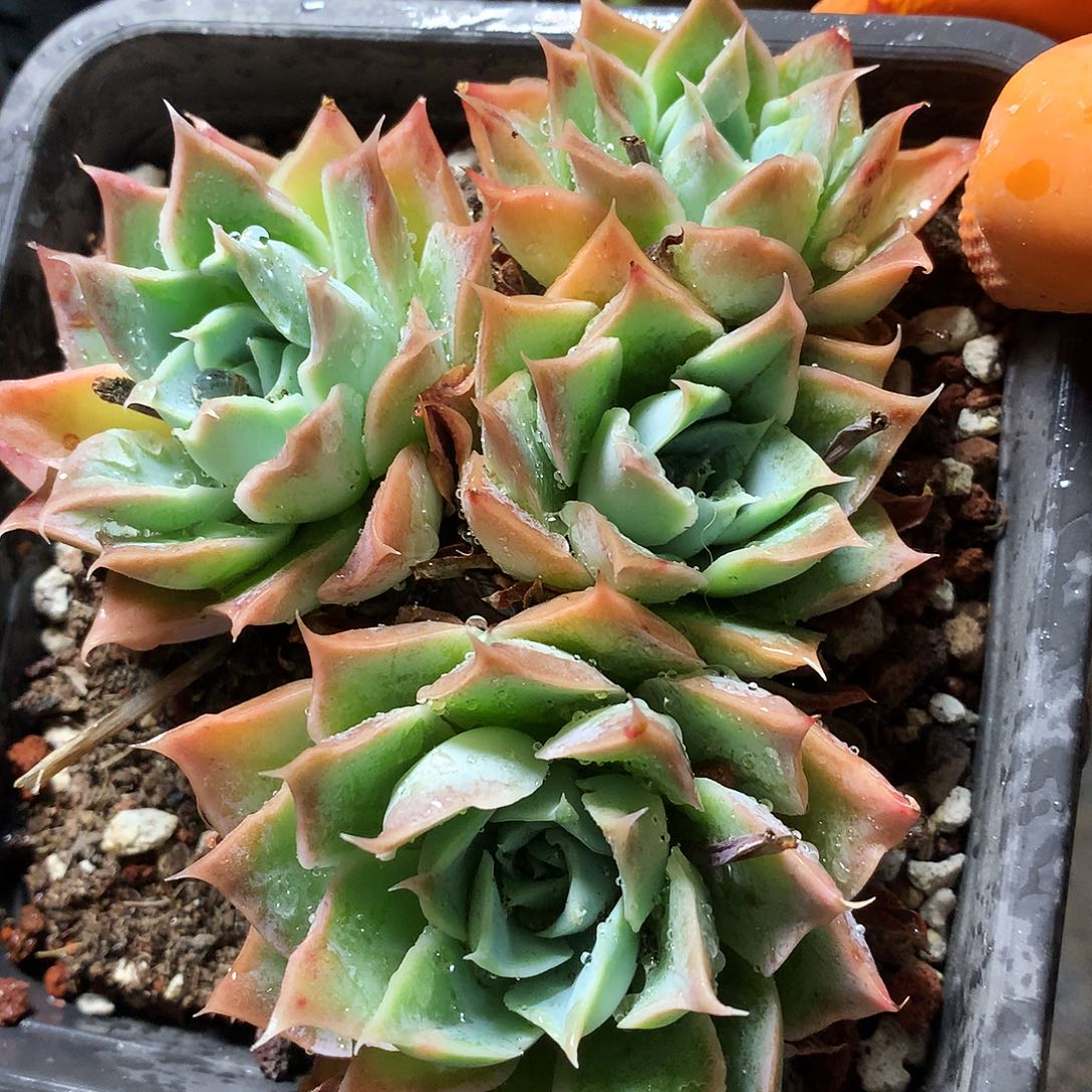 杂交一一物一拍25-203