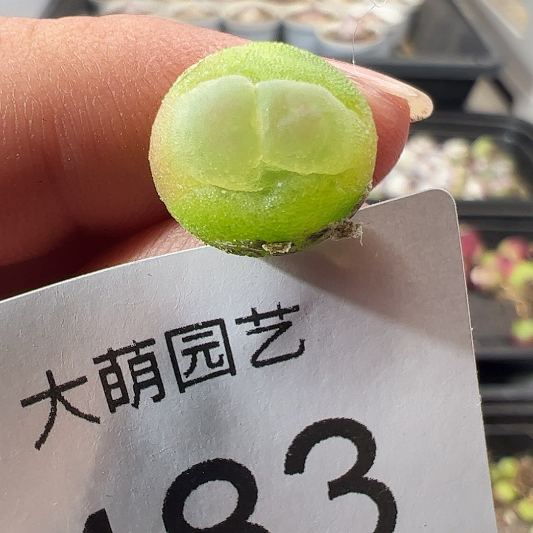 一物一拍。        483