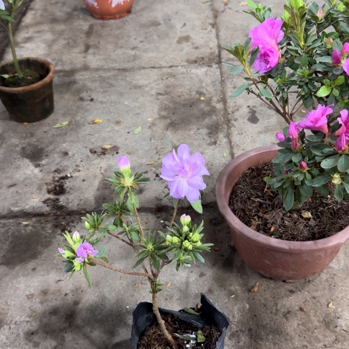 红陶岸牡丹杜鹃花小盆