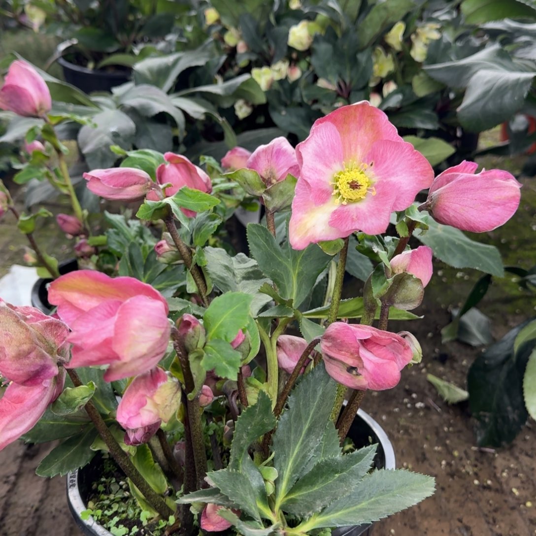 完全开放2加仑冰雪系列铁筷子樱花粉