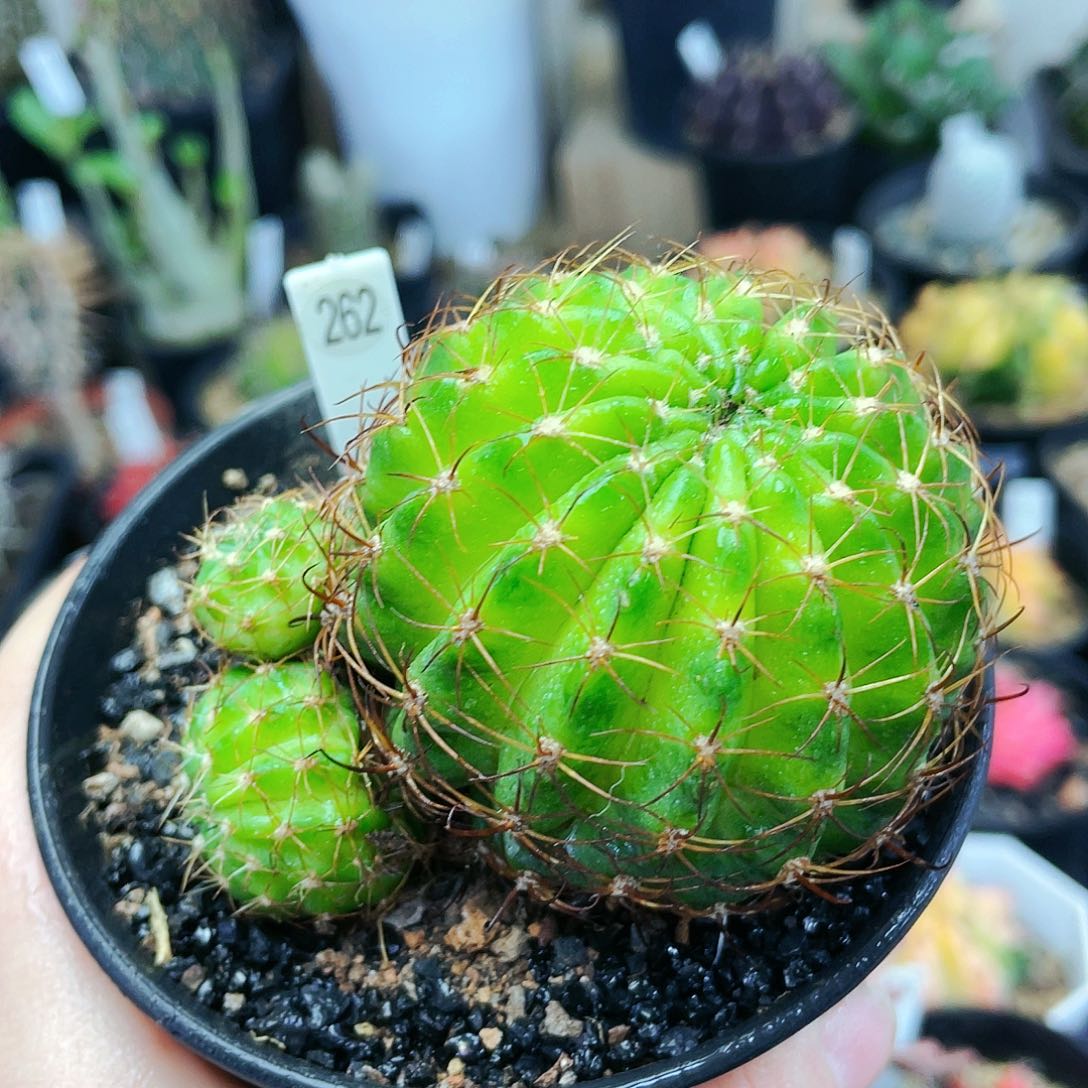 非偏远地区满25包邮仙人球