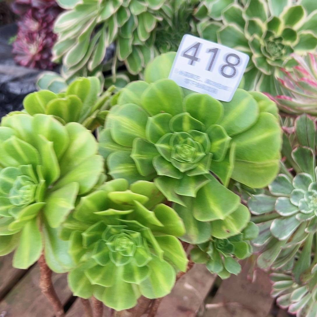 翡翠琉璃418多肉植物多肉植物