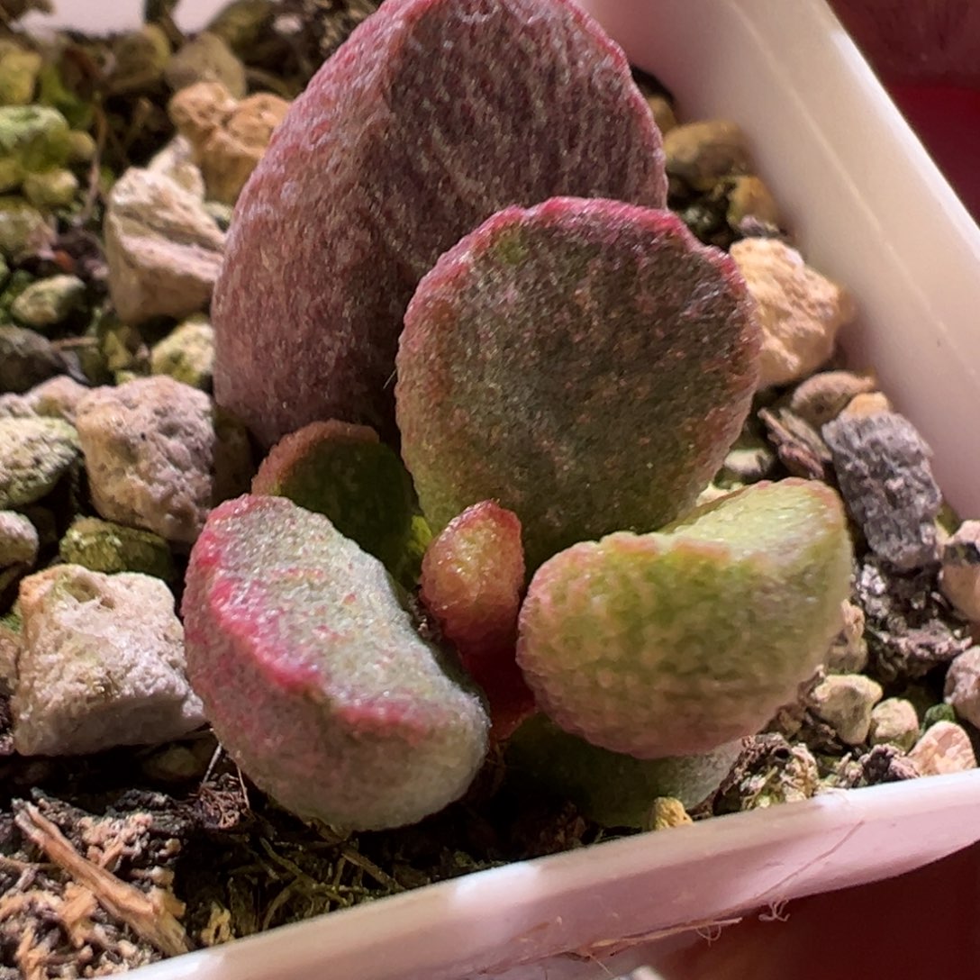 紫嫣水泡多肉植物水泡