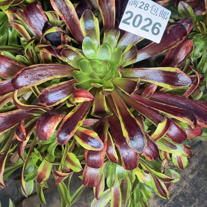 2026南欧嘉莉多肉植物