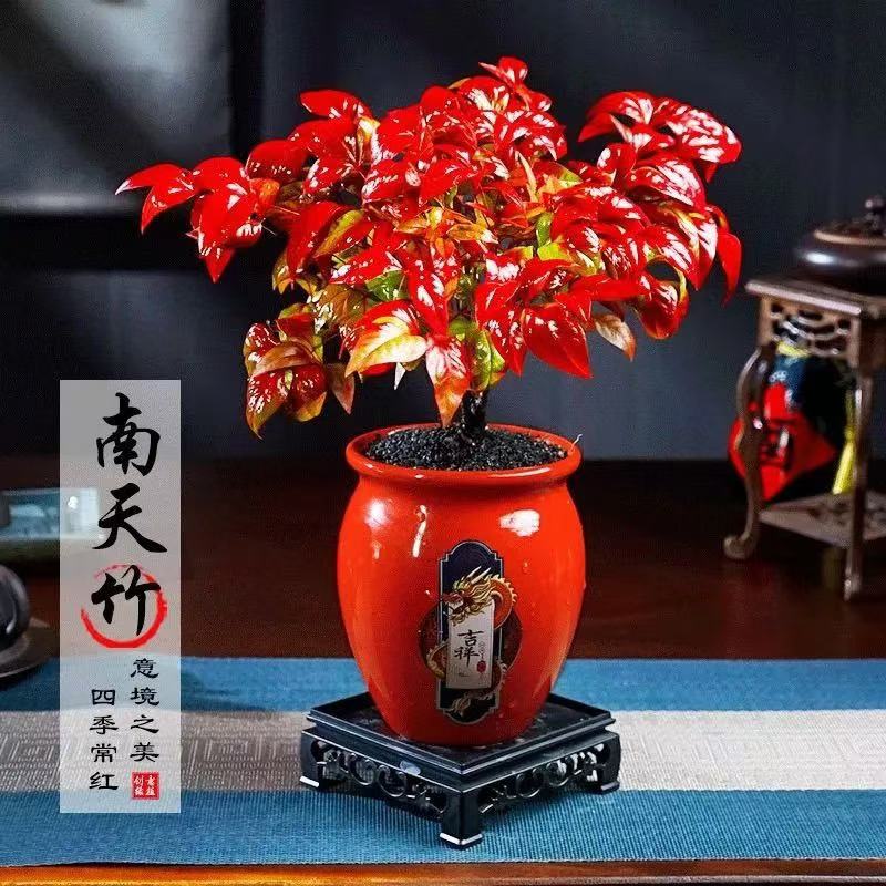 火焰南天竹龙抱吉祥中国红耐寒美观叶绿植物盆栽室内好养年宵花卉