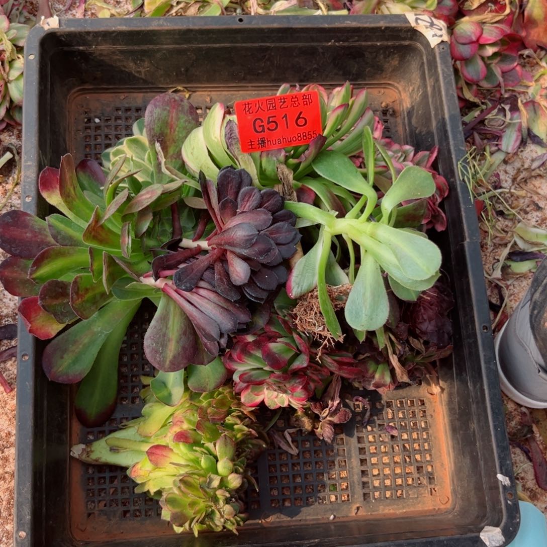 组合516多肉植物
