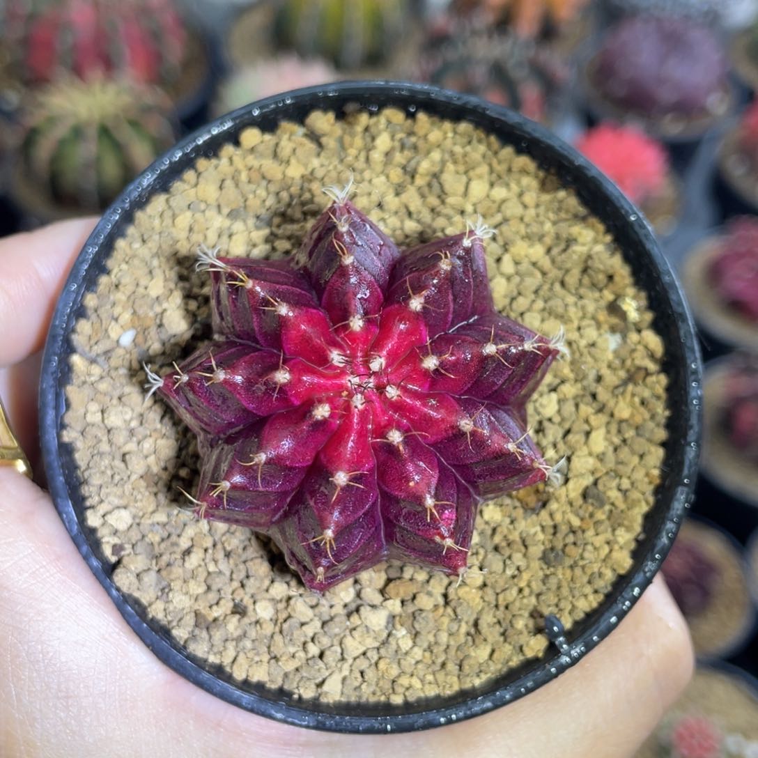 米哈星球00000000006