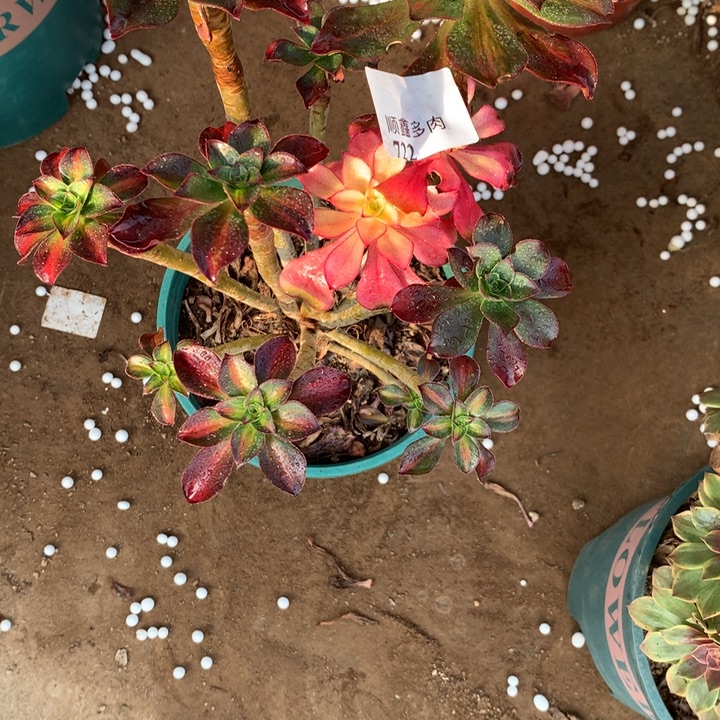 722魅影七彩多肉植物特价