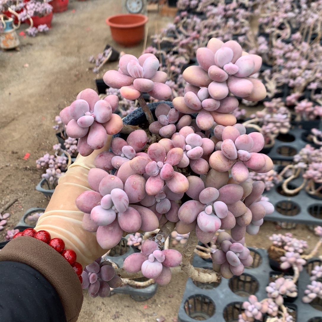 瑞***雪桃蛋老桩有瑕疵不带盆38