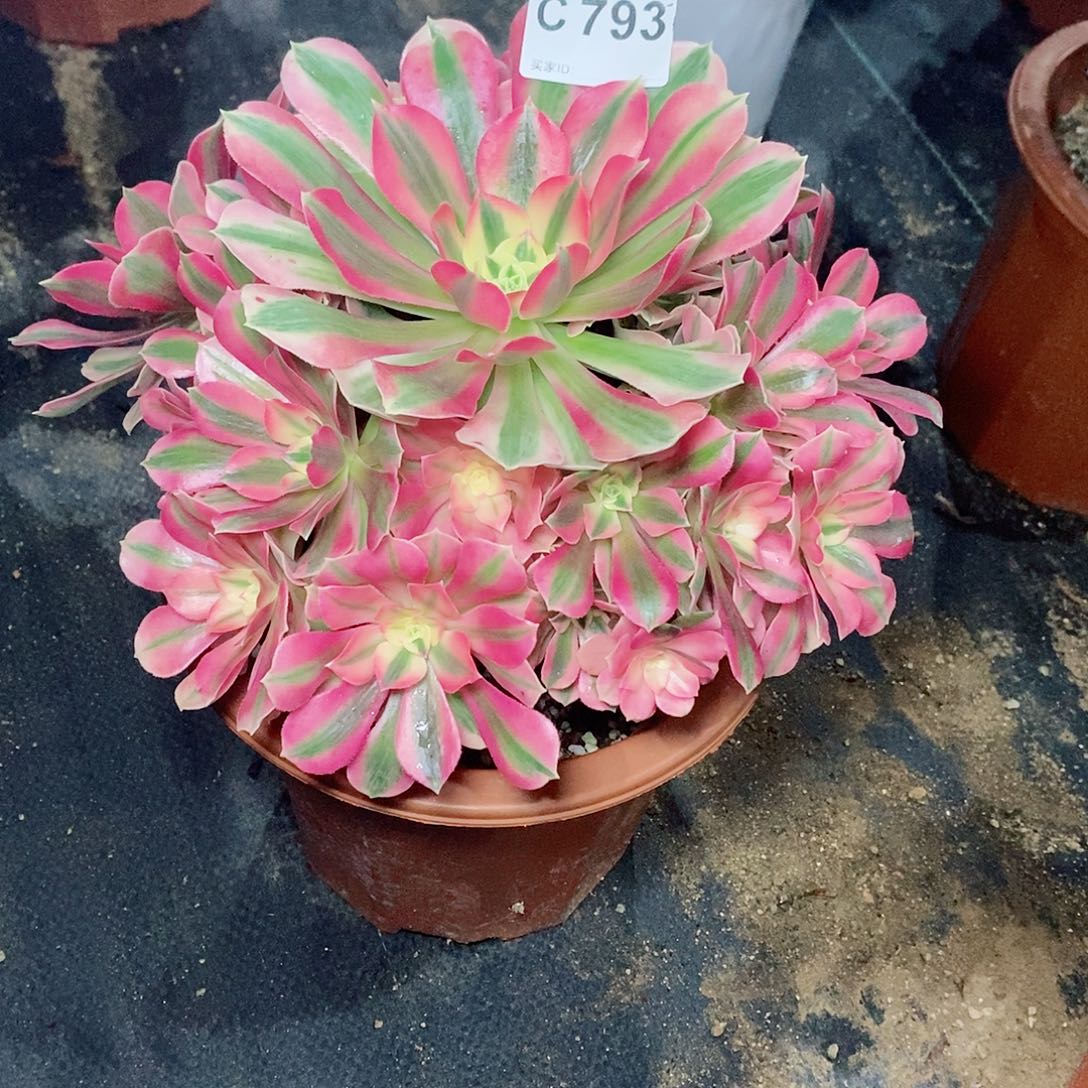 粉女巫793多肉111111